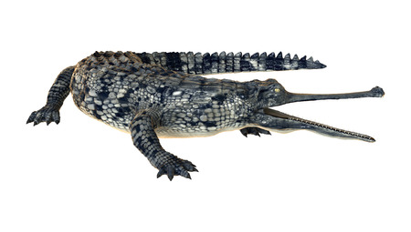 3D digital render of a gharial or Gavialis gangeticus, or gavial, or fish-eating crocodile isolated...