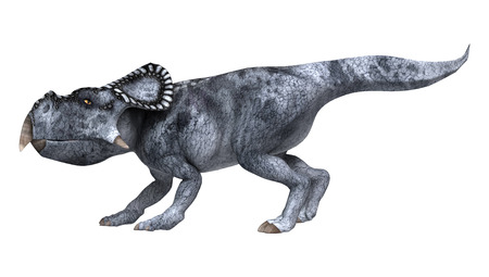 3D digital render of a dinosaur protoceratops isolated on white backgroundの写真素材