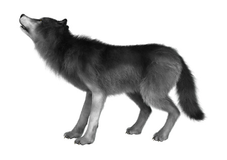 3D digital render of a wild wolf howling isolated on white background