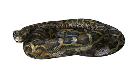 Burmese python or Python bivittatus, one of the largest snakes in the world