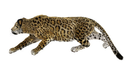 Digital render of a big cat jaguar hunting isolated on white backgroundの写真素材
