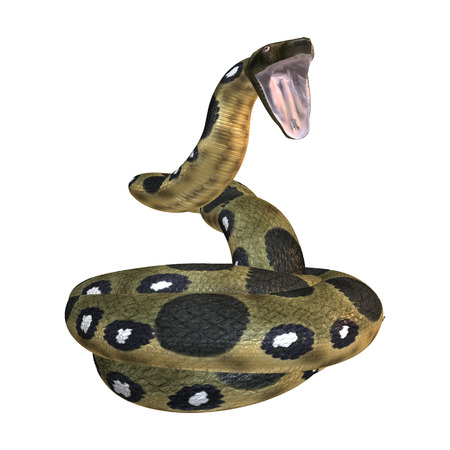 Green anaconda or Eunectes murinus or common anaconda orwater boa isolated on white background