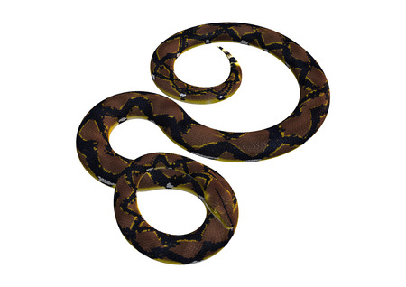 Reticulated python or Python reticulatus, a species of python found in Southeast Asia