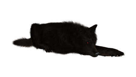 Digital render of a black wolf isolated on white backgroundの写真素材