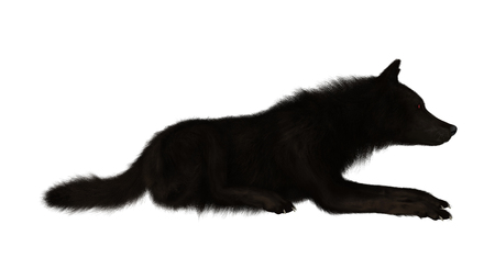 Digital render of a black wolf isolated on white backgroundの写真素材