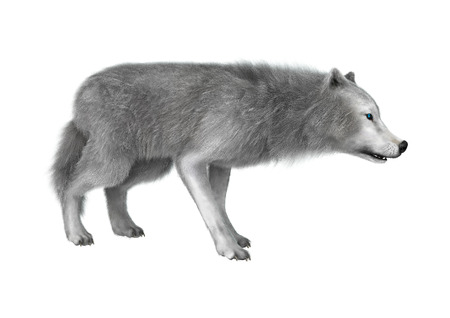 3D illustration of a polar wolf isolated on white background