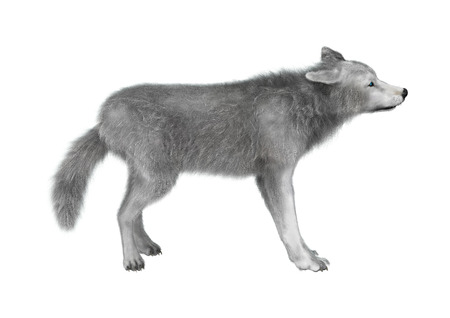 3D illustration of a polar wolf isolated on white background