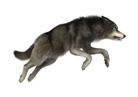3D Illustration of a a wild wolf jumping isolated on white background