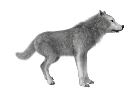 3D Illustration of a polar wolf isolated on white background