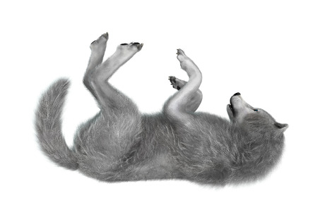 3D rendering of a polar wolf isolated on white background