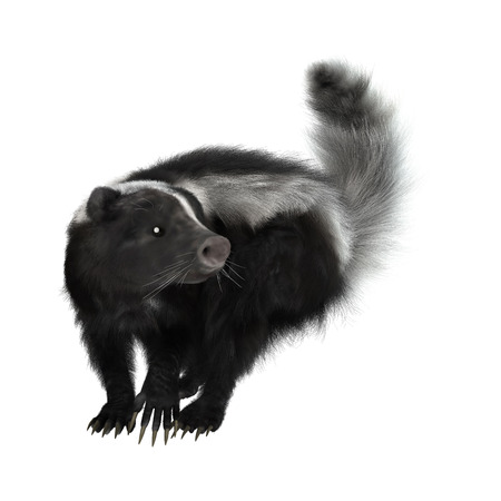 3D rendering of a skunk isolated on white backgroundの写真素材