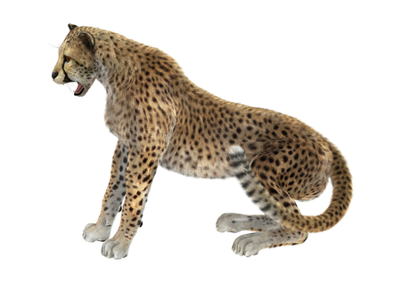 3D rendering of a big cat cheetah isolated on white backgroundの写真素材
