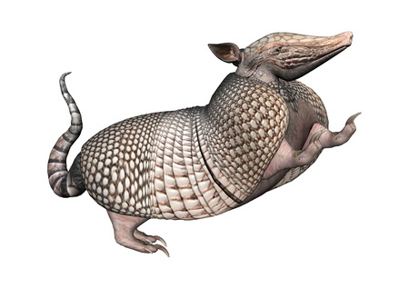 3D rendering of a wild armadillo isolated on white backgroundの写真素材