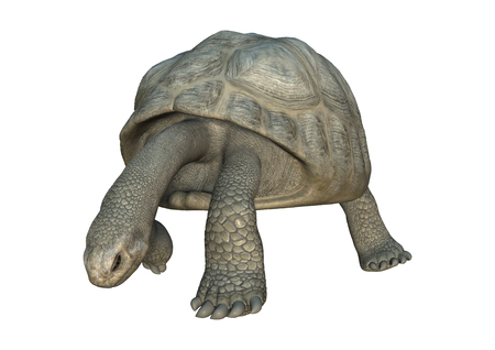 3D rendering of a turtle Galapagos Tortoise isolated on white backgroundの写真素材