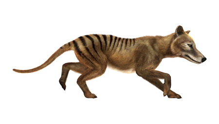 3D rendering of a thylacine isolated on white background