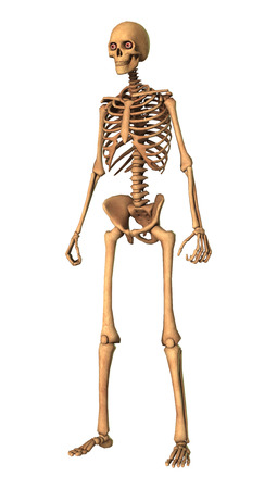 3D rendering of a human skeleton isolated on white backgroundの写真素材