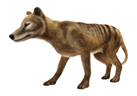 3D rendering of a thylacine isolated on white background