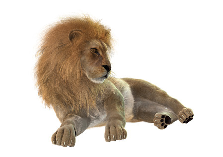 3D rendering of a male lion resting isolated on white backgroundの写真素材