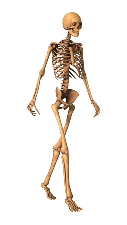 3D rendering of a human skeleton isolated on white backgroundの写真素材