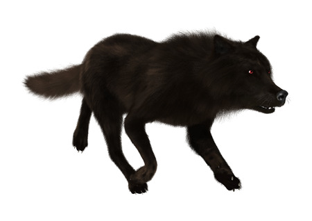 3D rendering of a black wolf isolated on white background