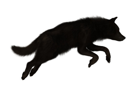 3D rendering of a black wolf isolated on white background