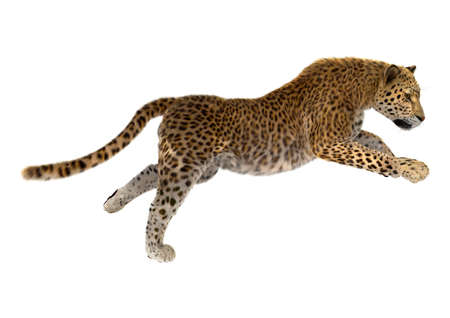 3D rendering of a big cat leopard isolated on white backgroundの写真素材