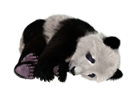 3D rendering of a panda bear isolated on white backgroundの写真素材