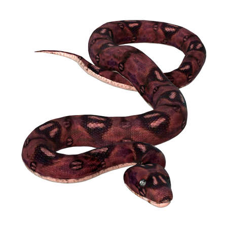 3D rendering of an anaconda snake isolated on white background