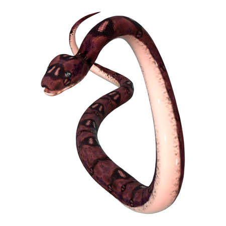 3D rendering of an anaconda snake isolated on white background