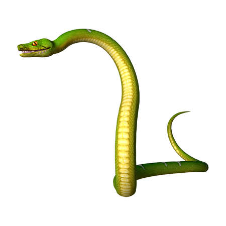 3D rendering of a Morelia viridis, or green tree python, or herpetoculture hobby, chondro isolated...