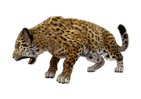 3D rendering of a big cat jaguar isolated on white backgroundの写真素材