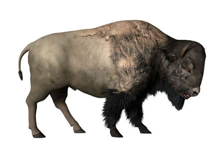 3D rendering of a bison isolated on white background