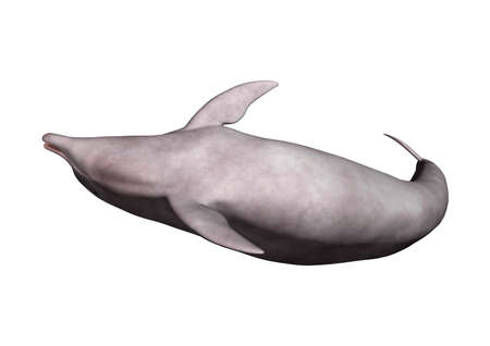 3D rendering of a dolphin isolated on white backgroundの写真素材
