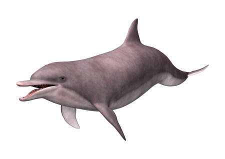 3D rendering of a dolphin isolated on white backgroundの写真素材