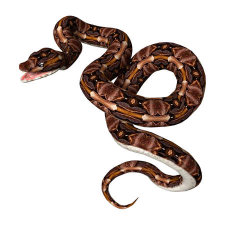 3D rendering of a Gaboon viper or Bitis gabonica snake isolated on white background