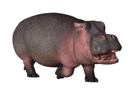 3D rendering of a hippopotamus isolated on white background