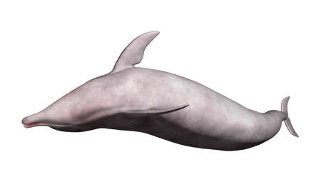 3D rendering of a dolphin isolated on white backgroundの写真素材