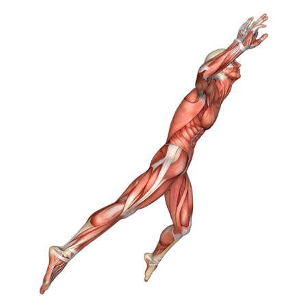3D rendering of a male anatomy figure with muscles map jumping isolated on white backgroundの写真素材