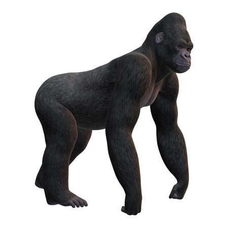 3D rendering of a Gorilla, a herbivorous ape, isolated on white backgroundの写真素材