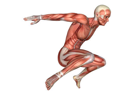 3D rendering of a male anatomy figure with muscles map jumping isolated on white backgroundの写真素材