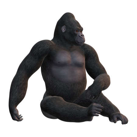 3D rendering of a Gorilla, a herbivorous ape, isolated on white backgroundの写真素材