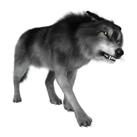 3D rendering of a gray wolf isolated on white background