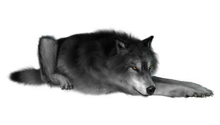 3D rendering of a gray wolf isolated on white background