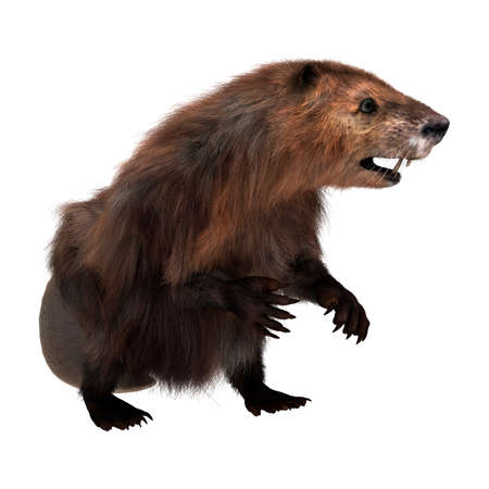 3D rendering of a beaver isolated on white backgroundの写真素材