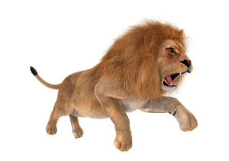3D rendering of a male lion isolated on white backgroundの写真素材