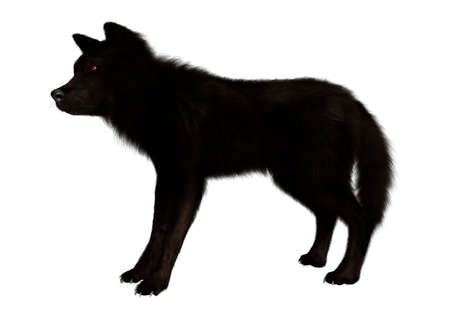 3D rendering of a black wolf isolated on white background
