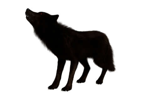 3D rendering of a black wolf isolated on white background