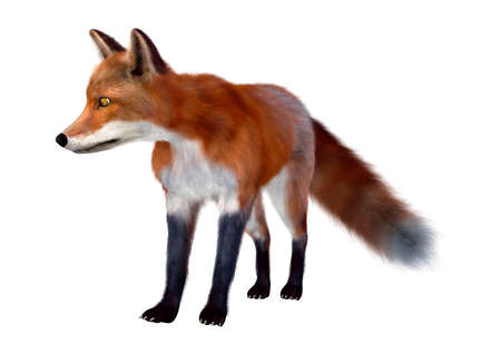 3D rendering of a red fox isolated on white background