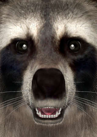 3D rendering of a head of a raccoon, closeupの写真素材