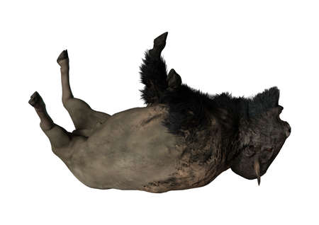 3D rendering of a bison isolated on white backgroundの写真素材